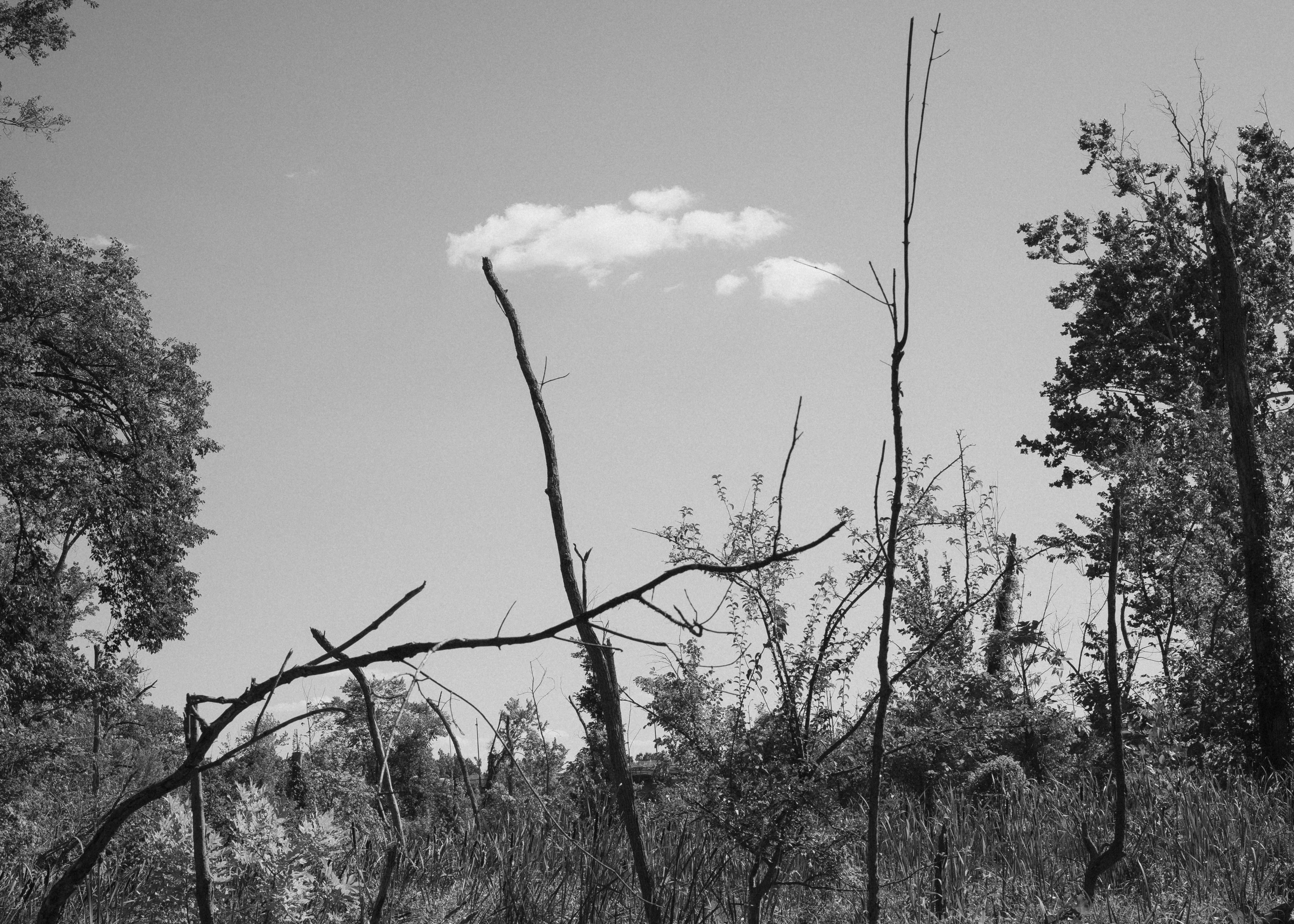 Bare, leafless branches reach up against a pale sky above a tangle of underbrush, a single small cloud drifting past.