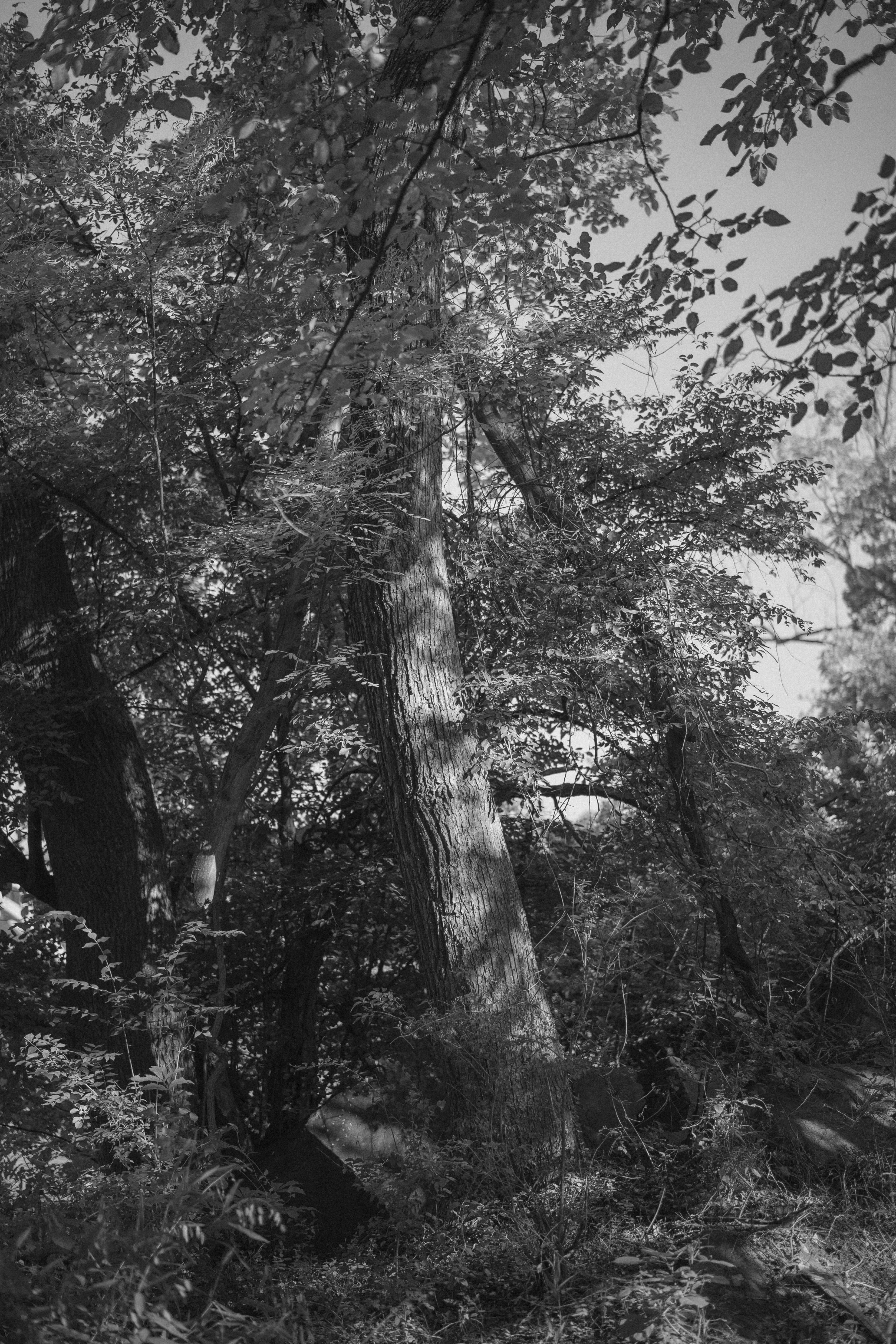 A tall, leaning tree trunk catches the light in a dense forest understory, surrounded by tangled branches and undergrowth.