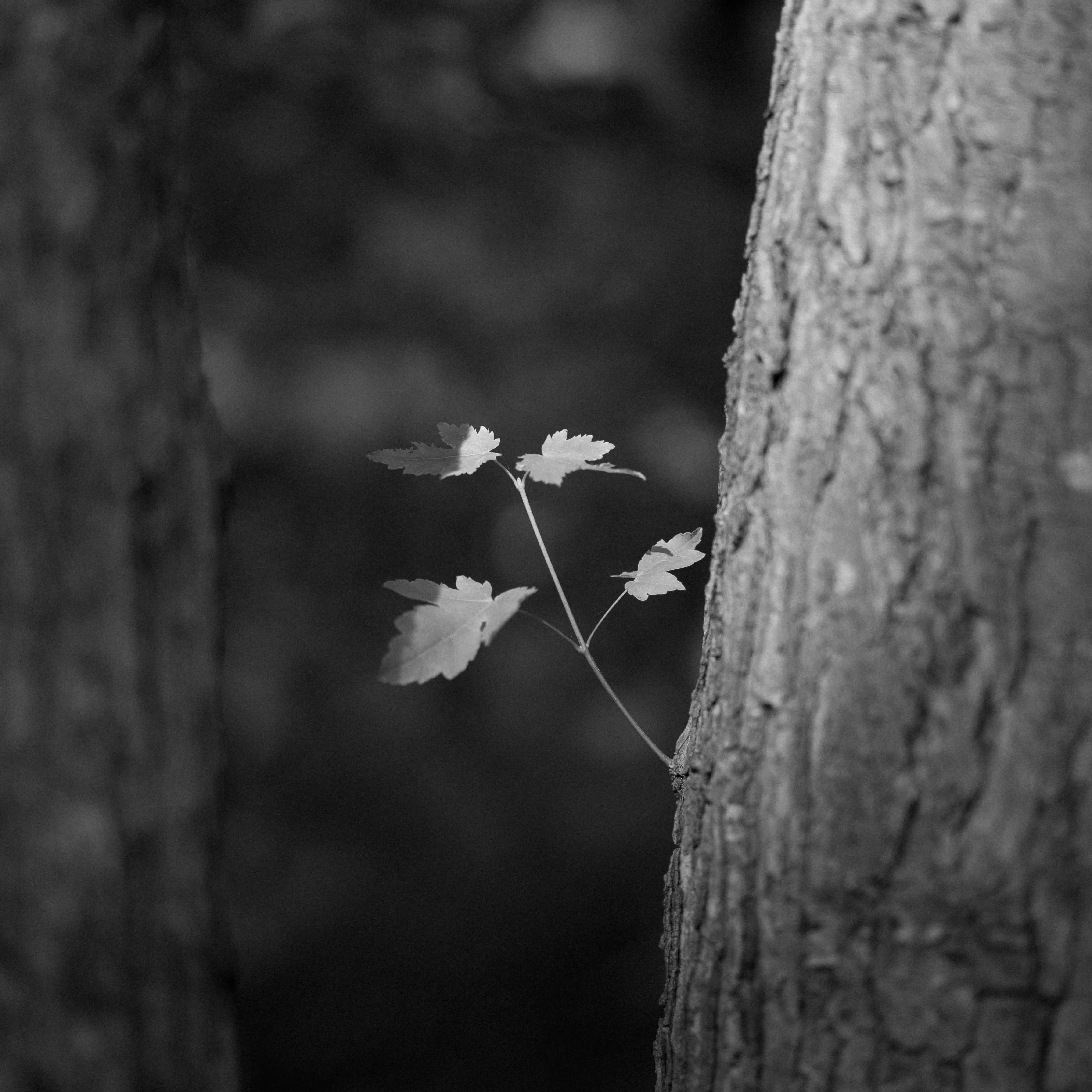 A single leafy vine sprig reaches out from the dark base of a tree trunk, lit against a blurred, shadowed background.