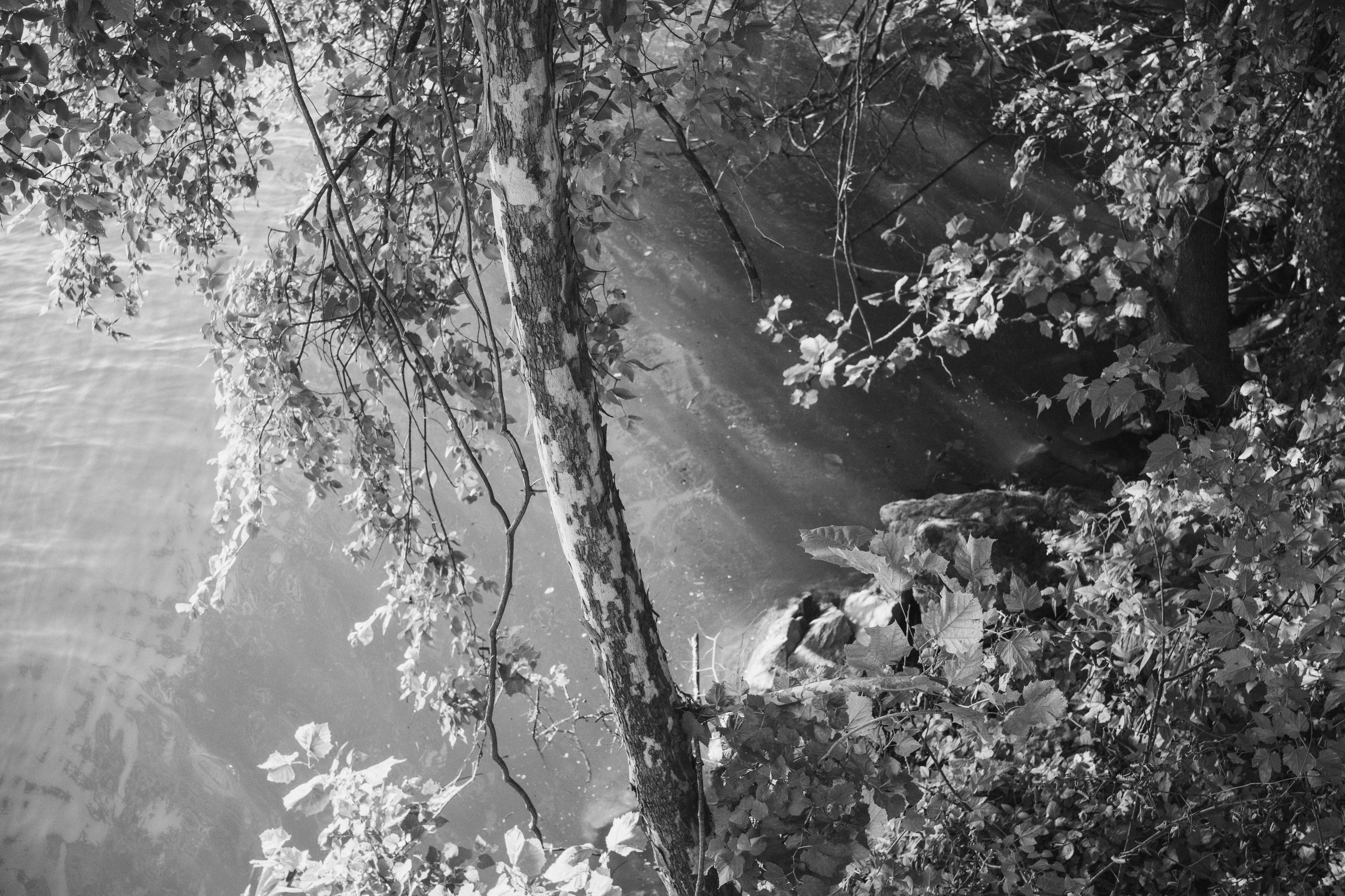 Sunlight streaks across a calm river's surface, seen through overhanging branches and leaves from the bank above.